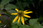 Cutleaf coneflower